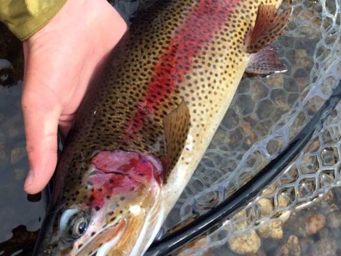 trout fishing ranches for sale