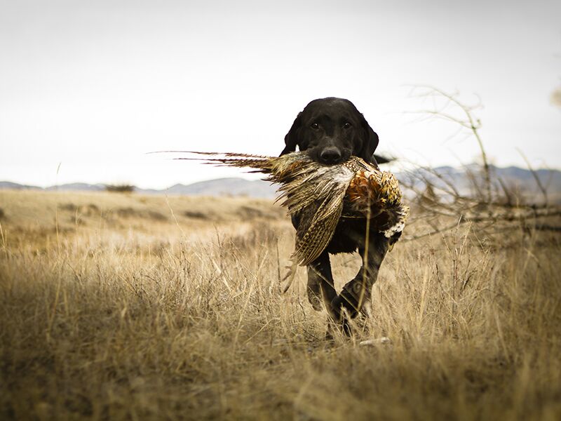 The Top Upland Bird and Waterfowl Hunting Ranches of 2021