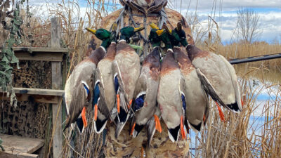 Delta Duck Hole