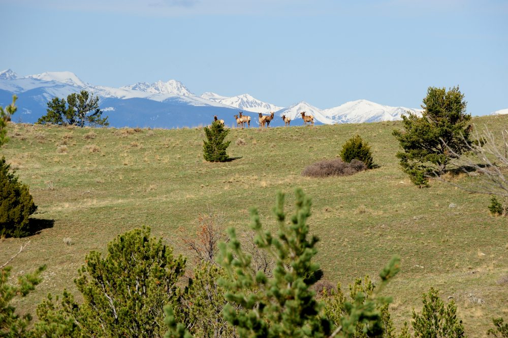 Fly Fishing Ranches for Sale, Live Water Properties