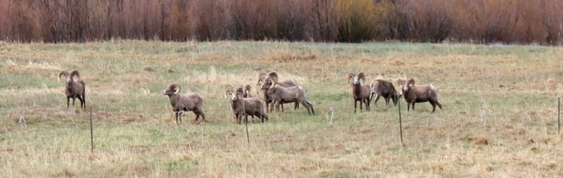 Wildlife on the Sleeping Dog Ranch