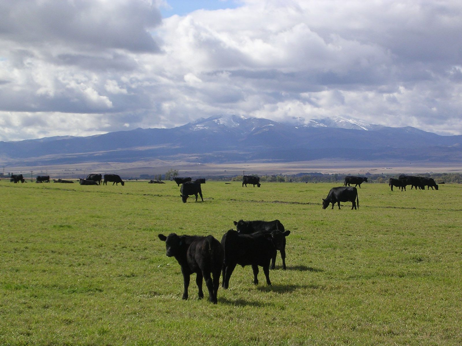 cattle on Idaho ranch