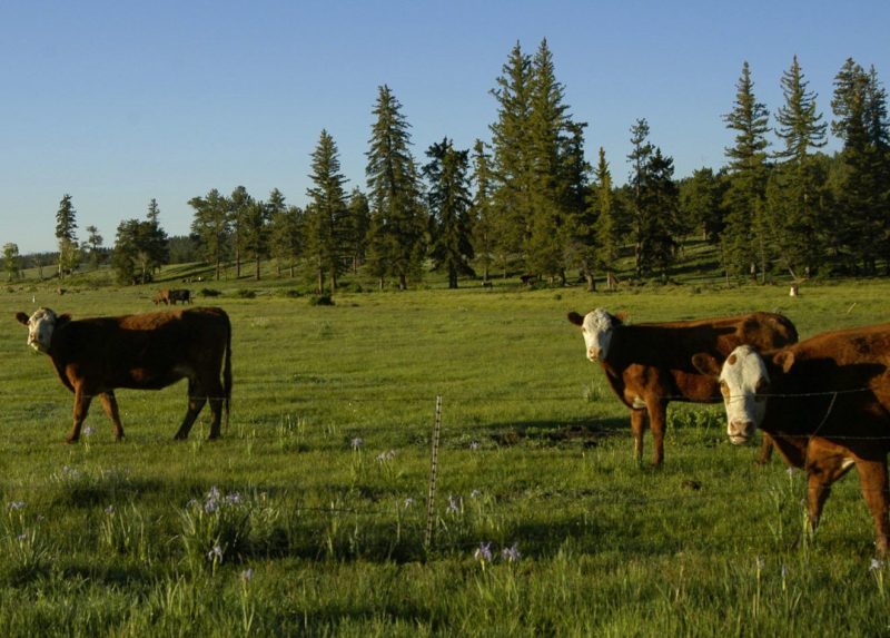 Cattle