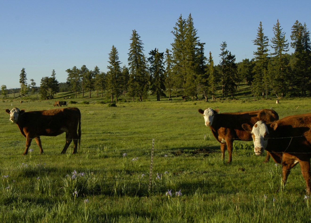 Cattle