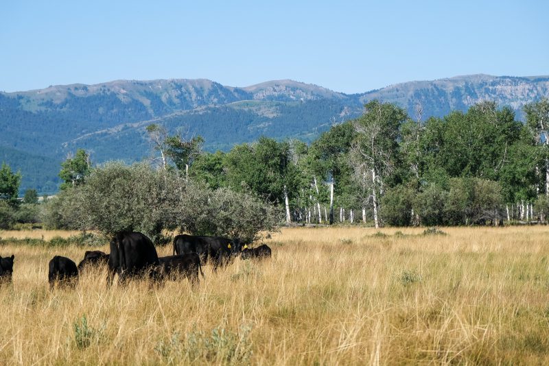 Cattle