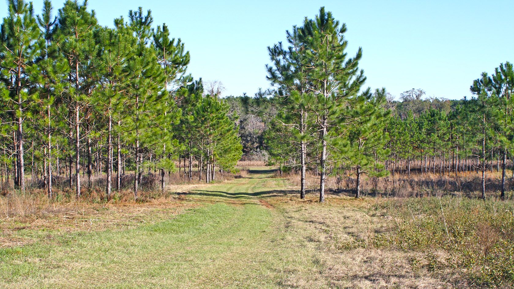 Timber