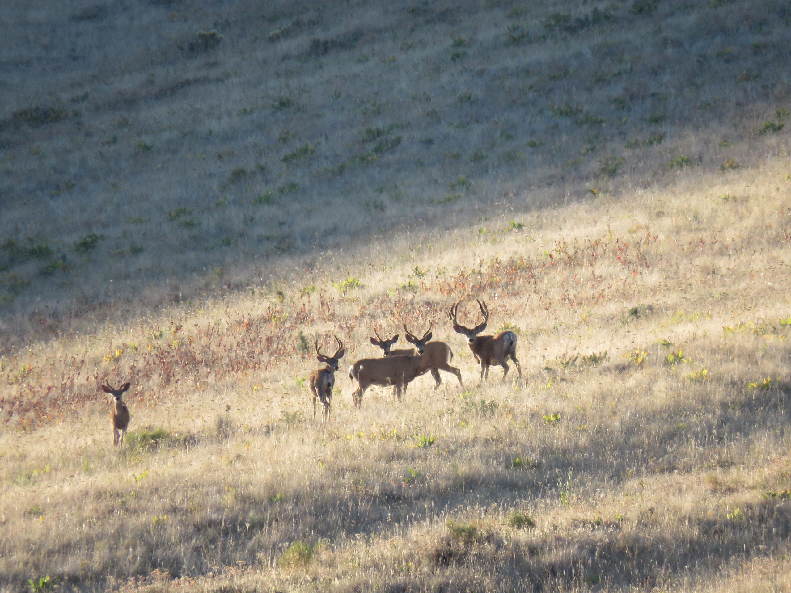 Hunting