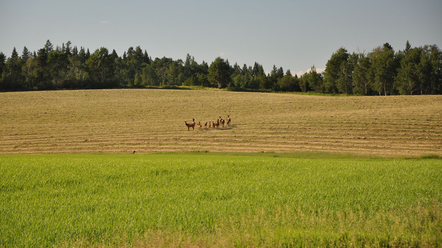 Hunting