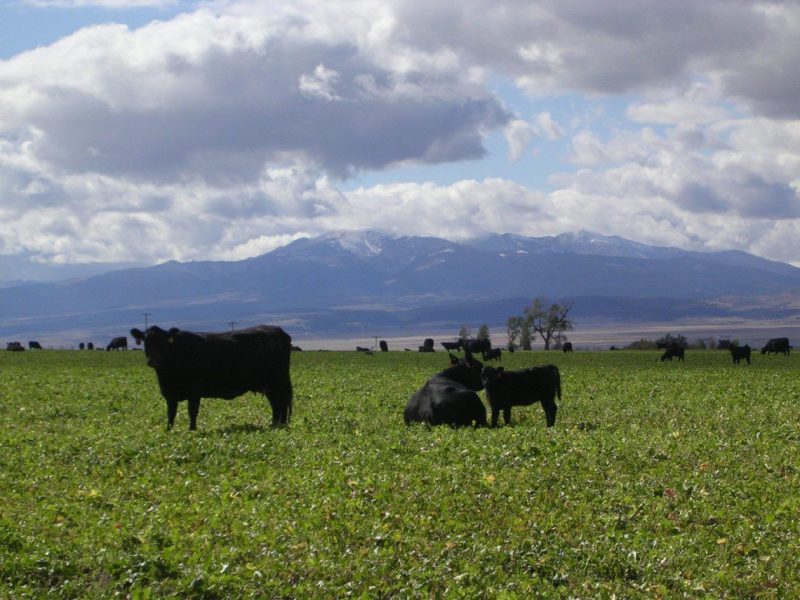 Cattle