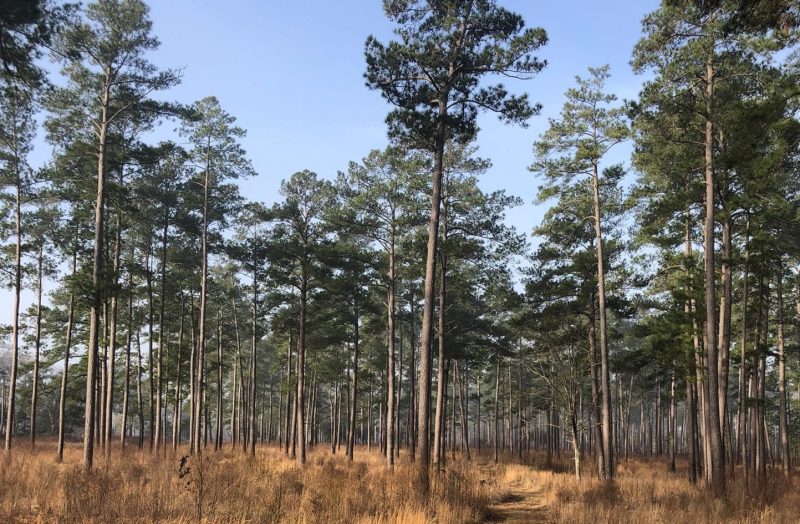 Timber