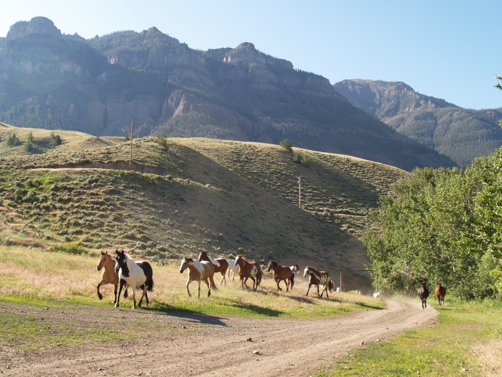 How to Choose the Right Ranch for Sale in Wyoming