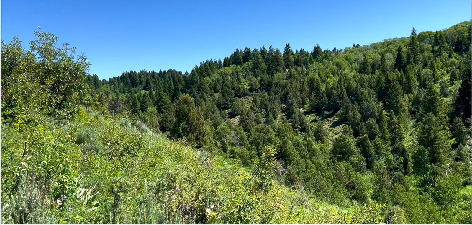 canyon on land for sale in Idaho