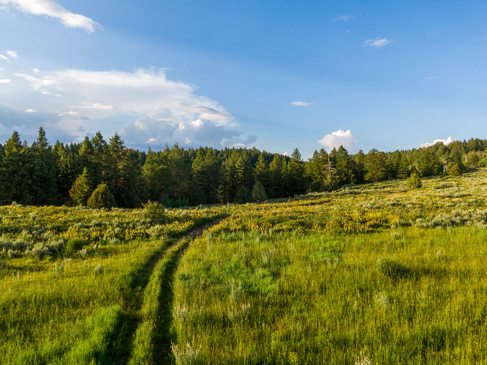 tire tracks in grass on land for sale in Idaho