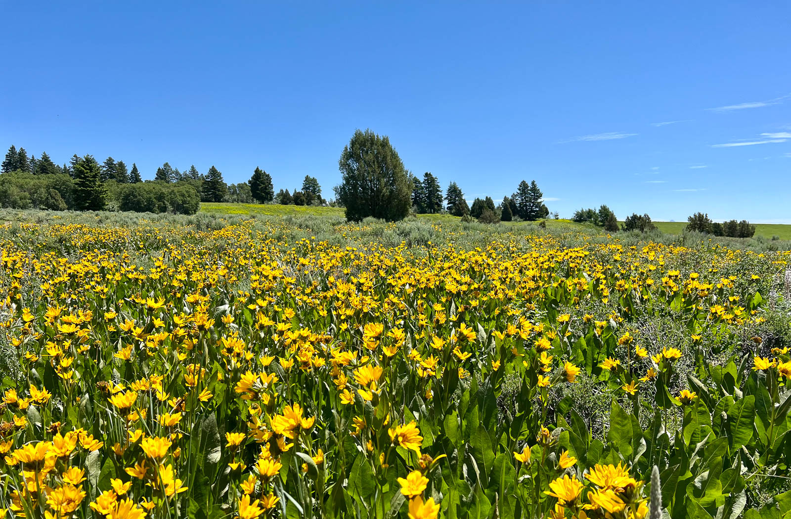 wildflowers on land for sale in Idaho