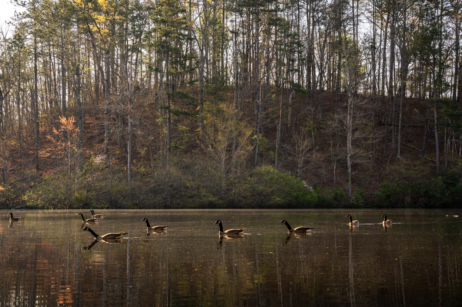 Exploring Georgia Farms for Sale: A Guide to Finding Your Dream Property