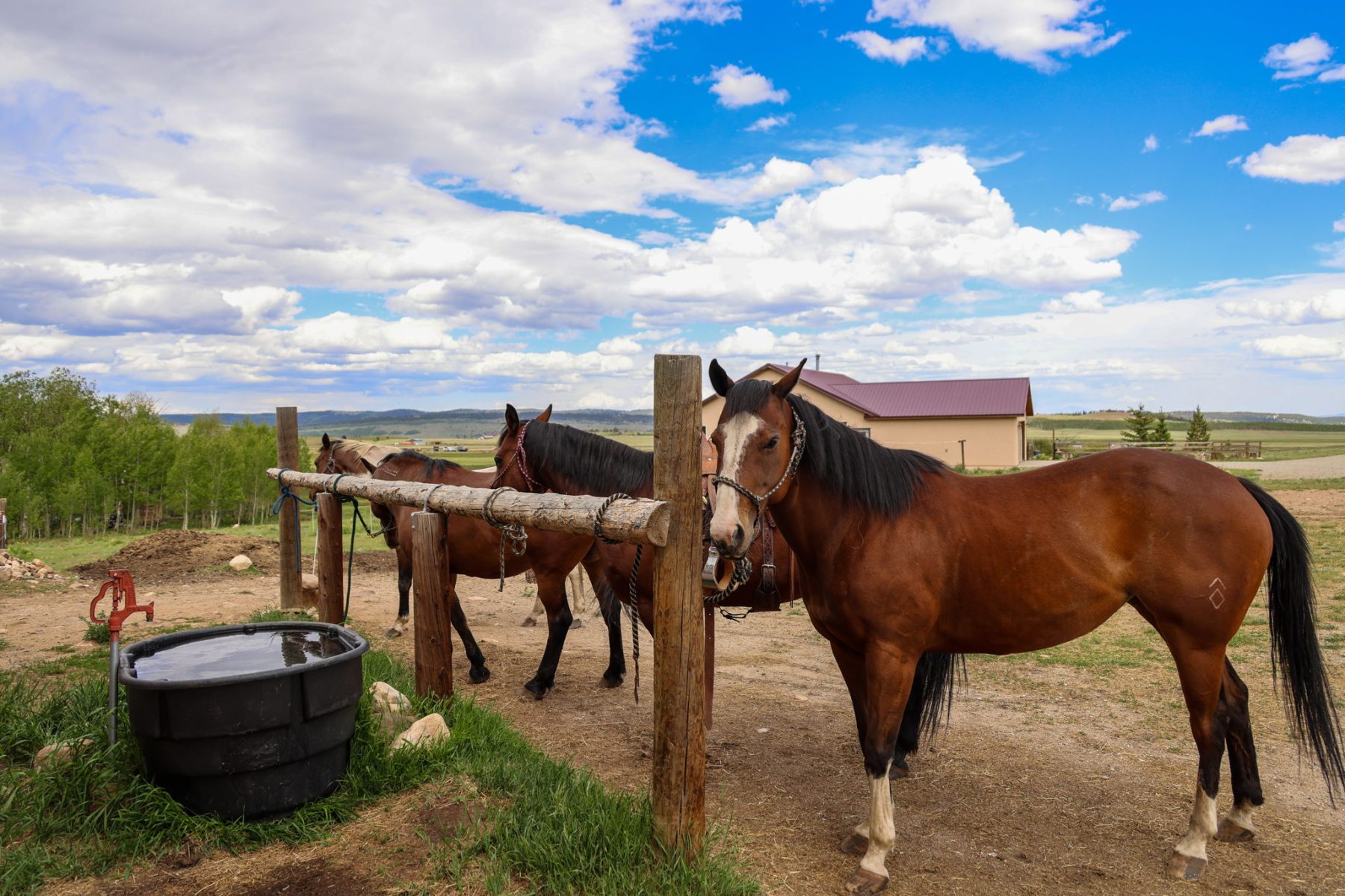 horses on ranch