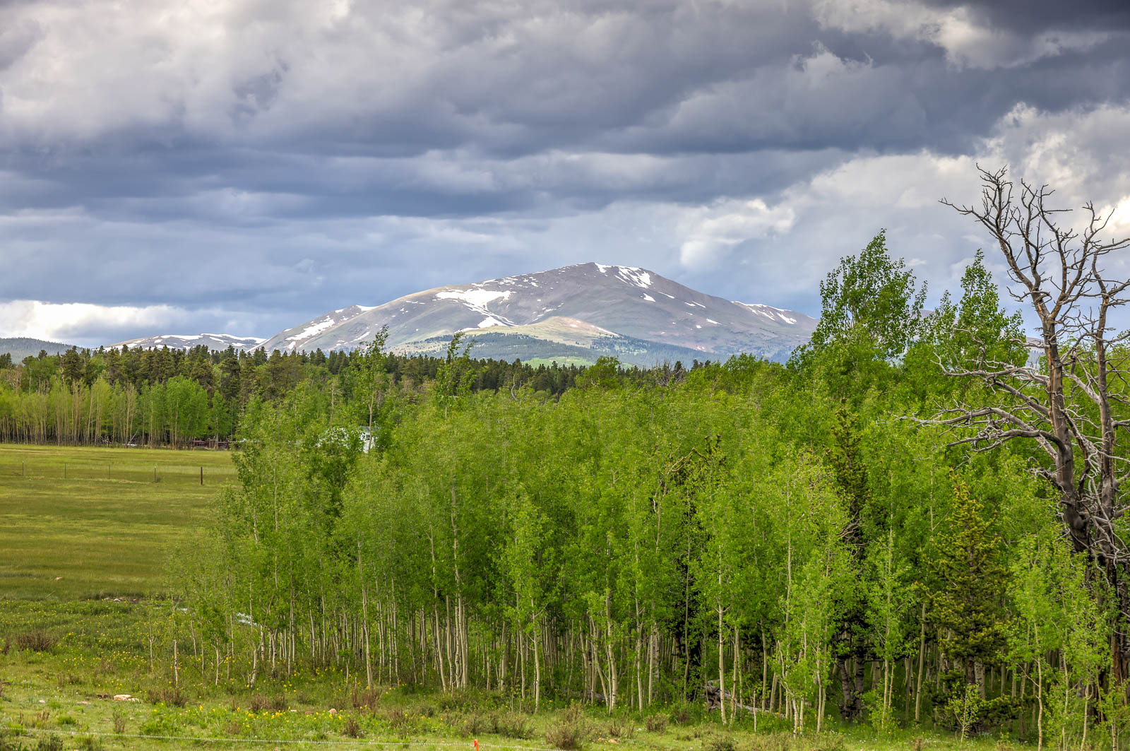 forest with mountains