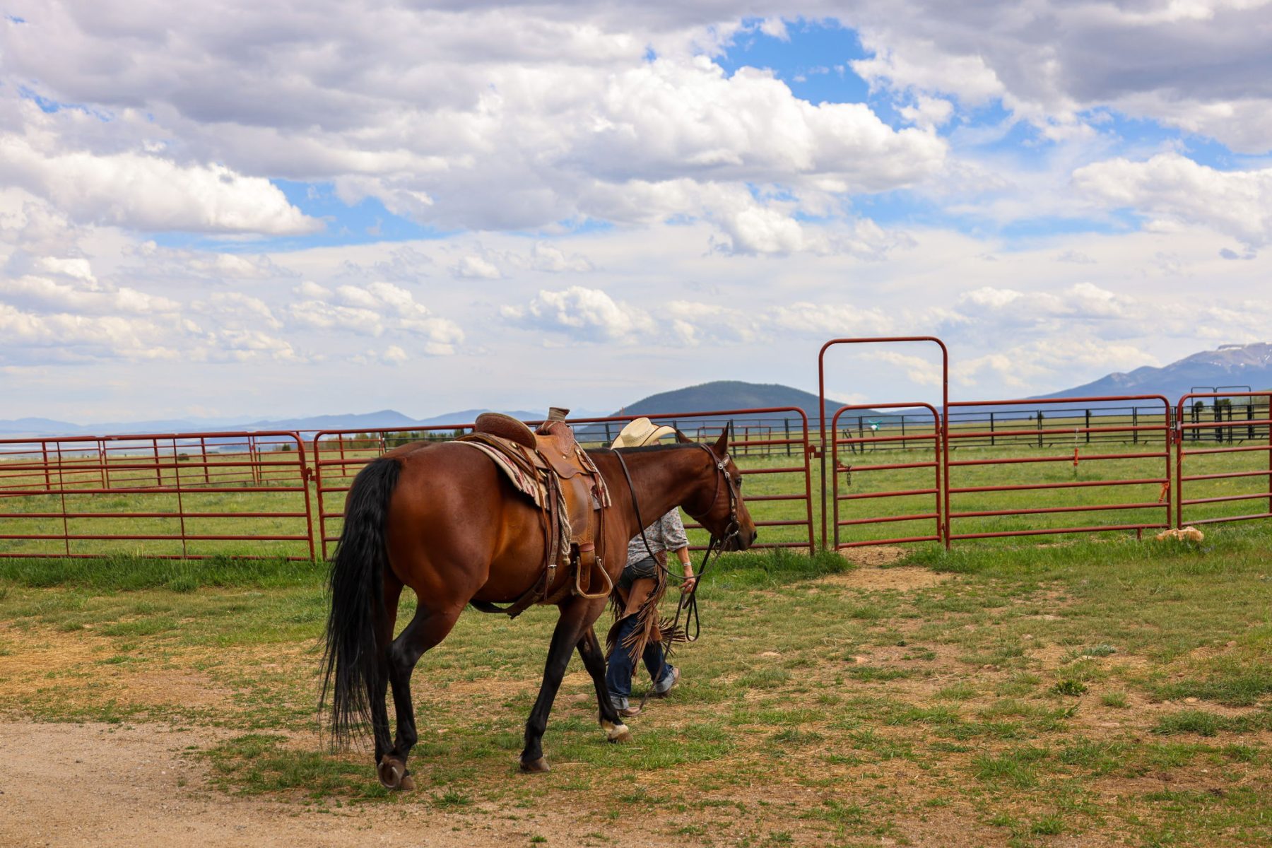 woman with horse