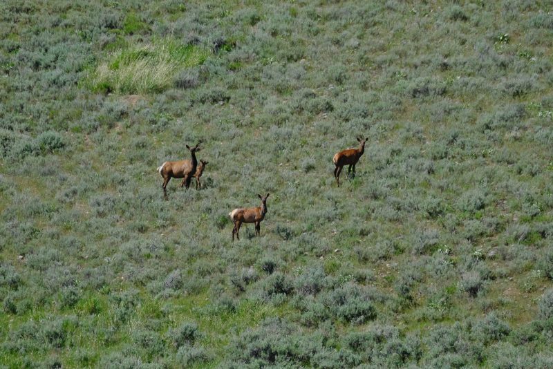 Centennial Ranch | Montana Ranch for Sale | Live Water Properties
