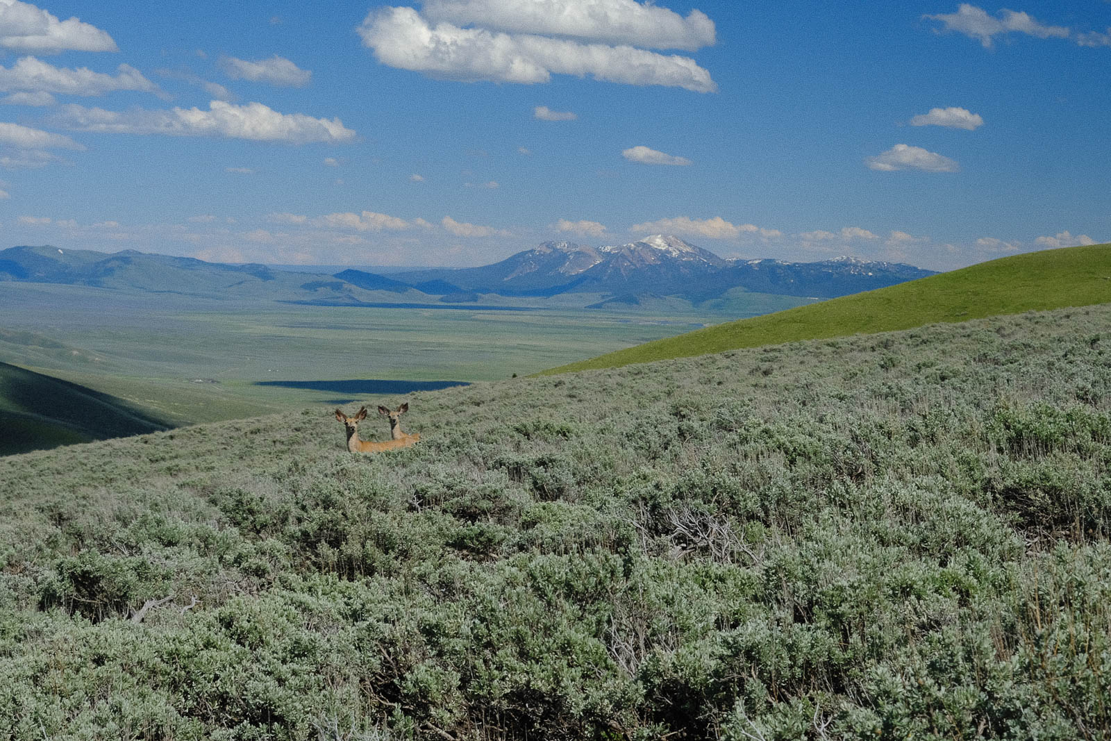 mule deer on centennial ranch