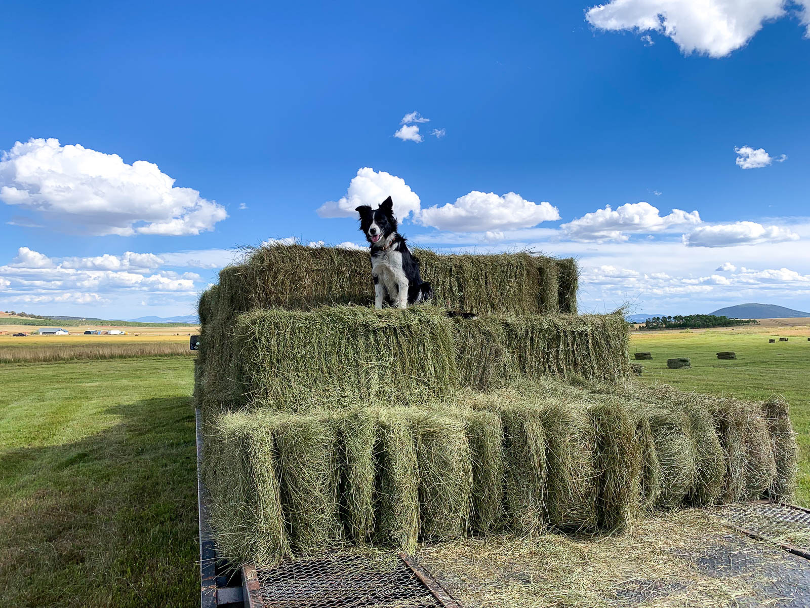 dog sitting on haybails
