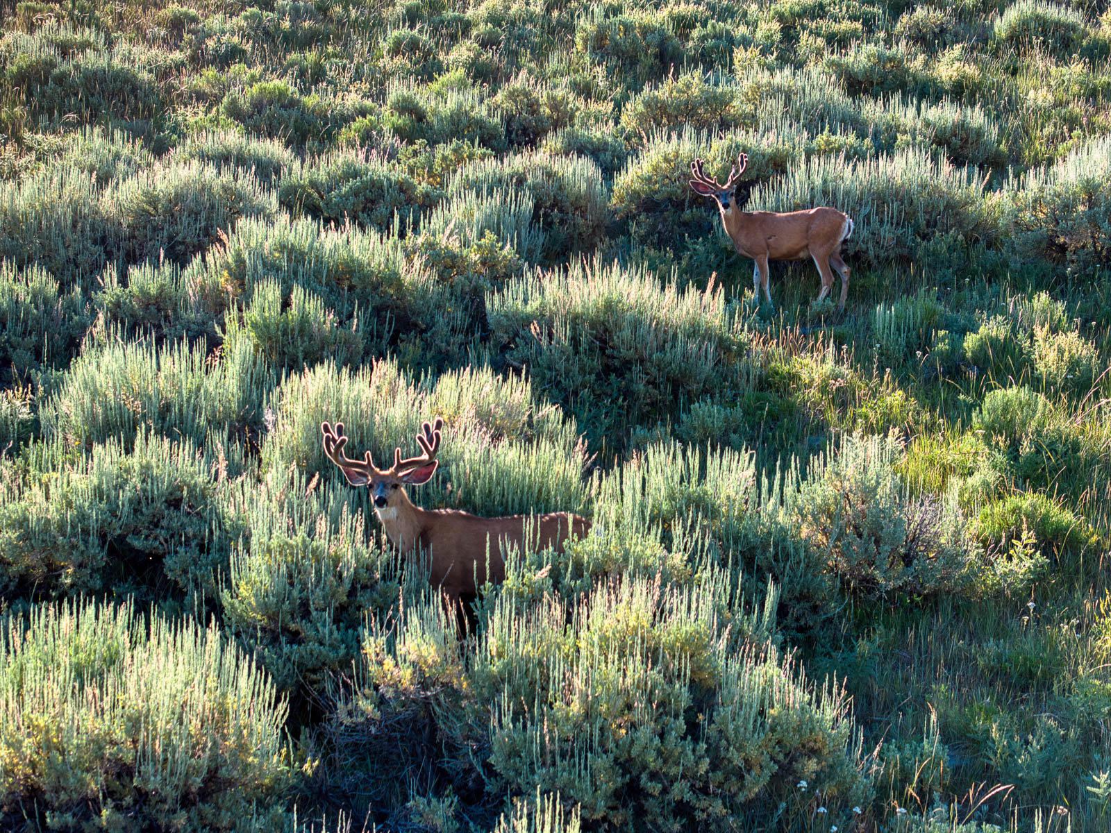 deer in field