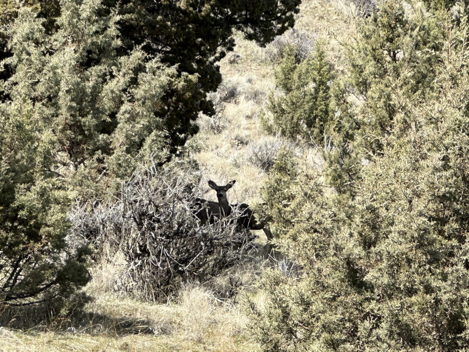 Seven_Springs_Butte_creek_deer