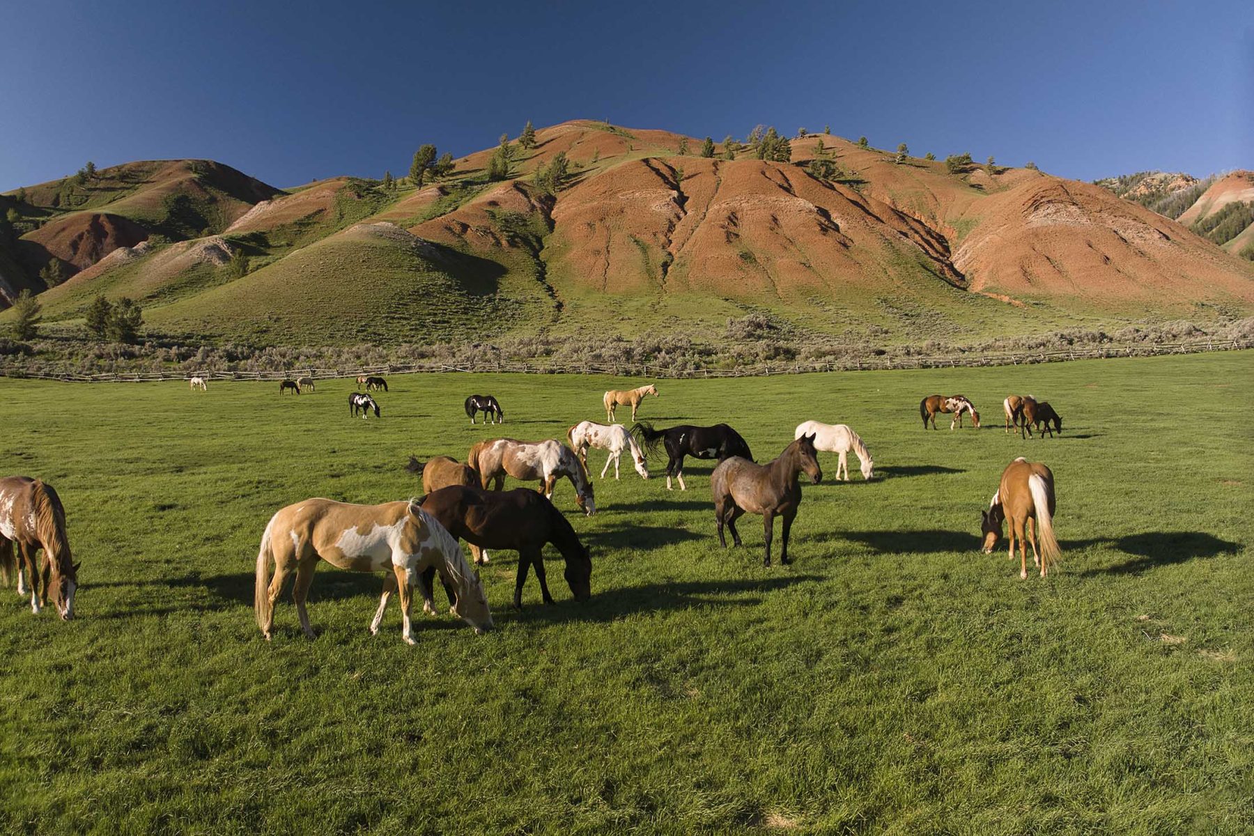 red_hills_ranch_jackson_hole_wyoming_horses