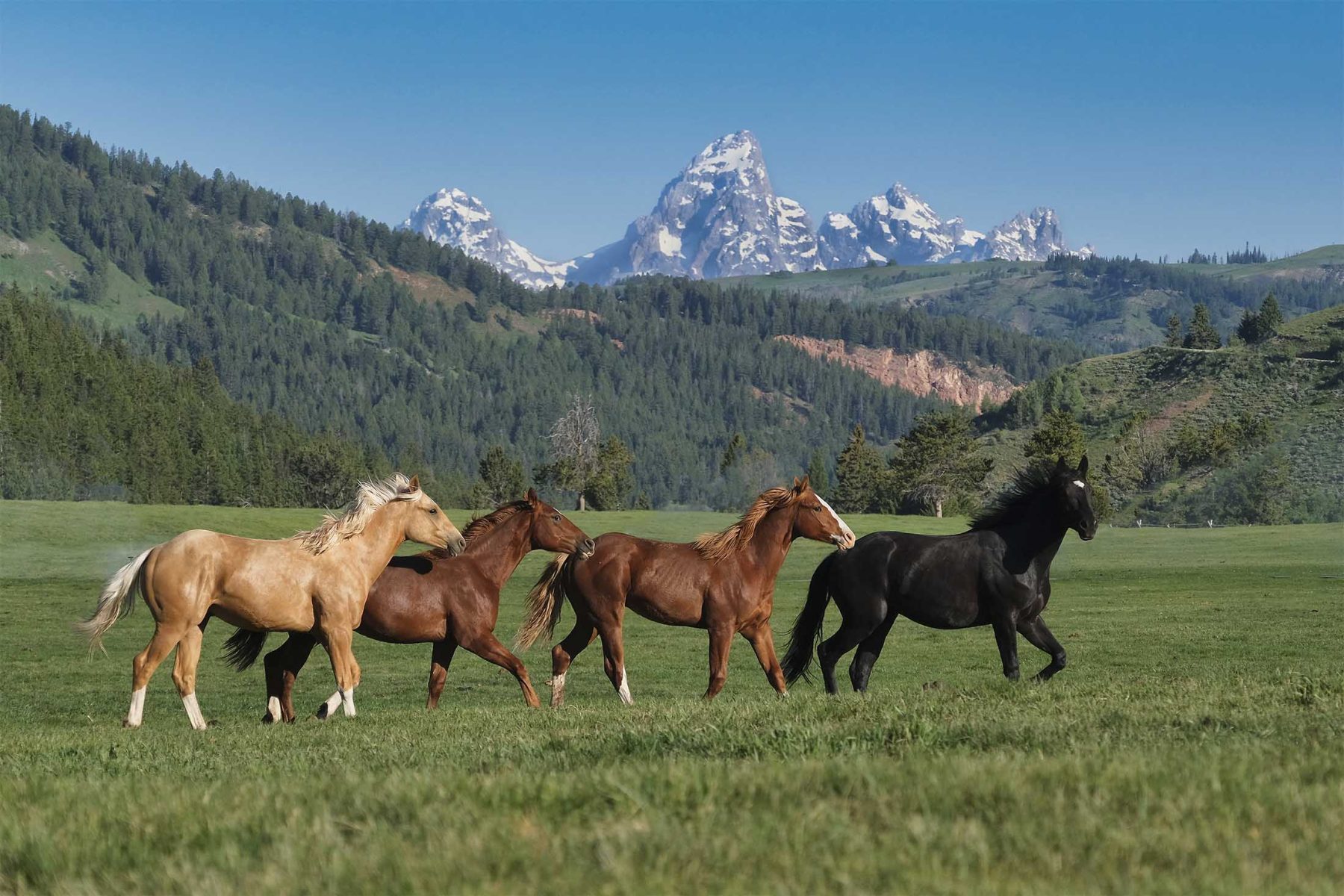 red_hills_ranch_jackson_hole_wyoming_horse_field
