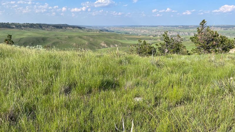 grassy field in Montana