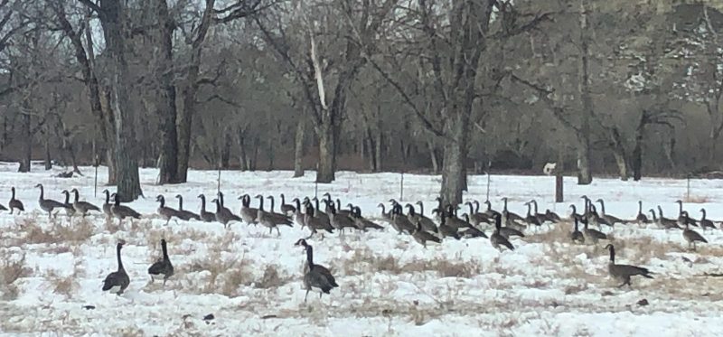 geese hunting ranch in montana
