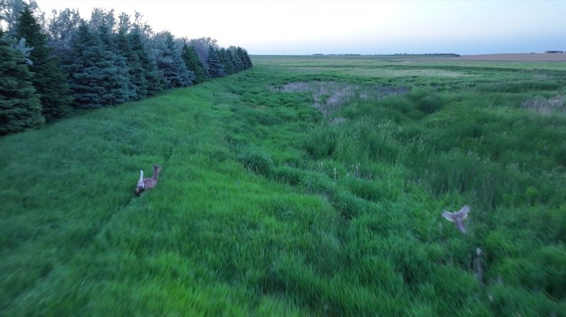 Pheasant Deer Swift Wildlife Refuge landscape