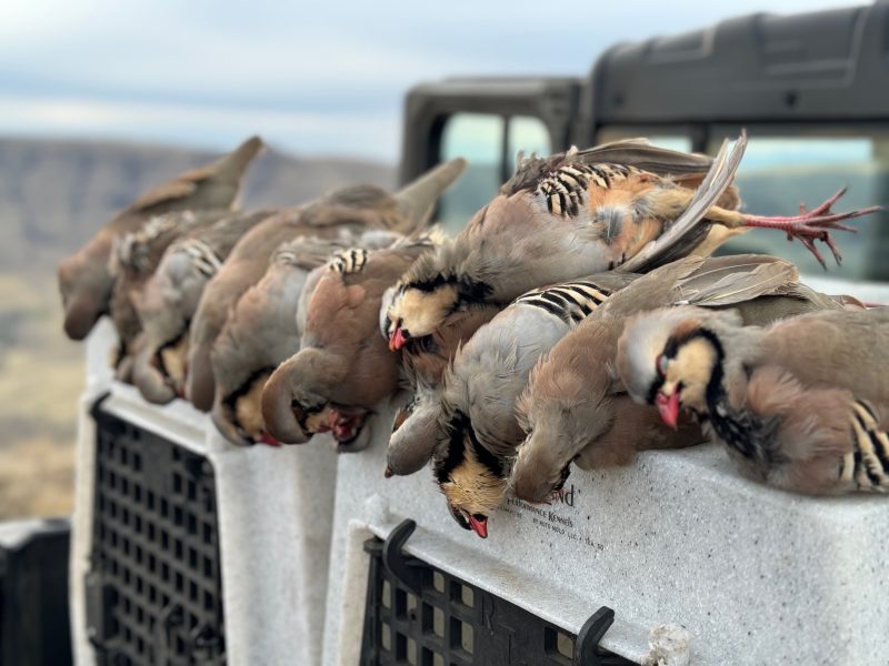 group of hunted birds