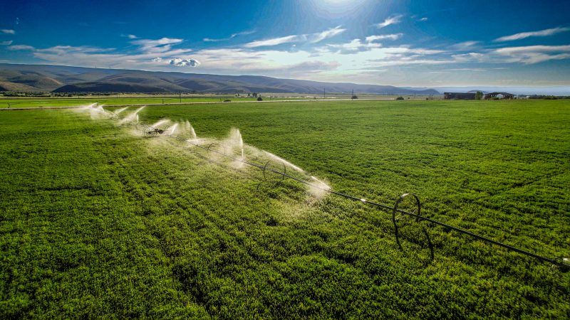 Pivot Nieslanik Ranch with crop sprinkler
