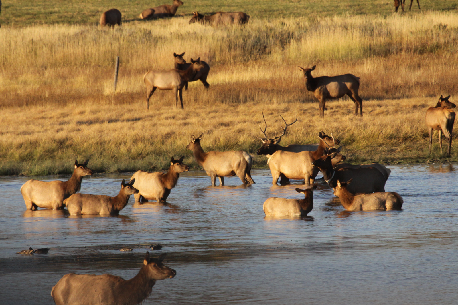 Anderson_Ranch_Idaho_Ranch_Elk_Hunting-6.jpg