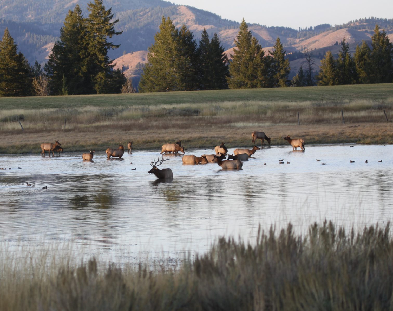 Anderson_Ranch_Idaho_Ranch_Elk_Hunting (7)
