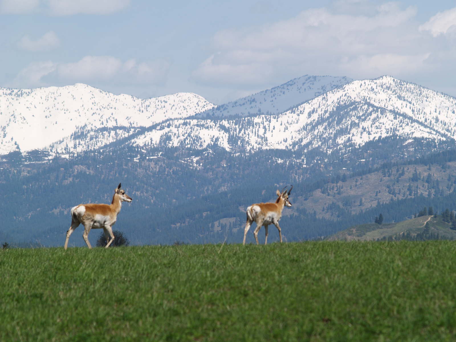 Anderson_Ranch_Idaho_Ranch_Improvements_Antelope_Hunting.jpg