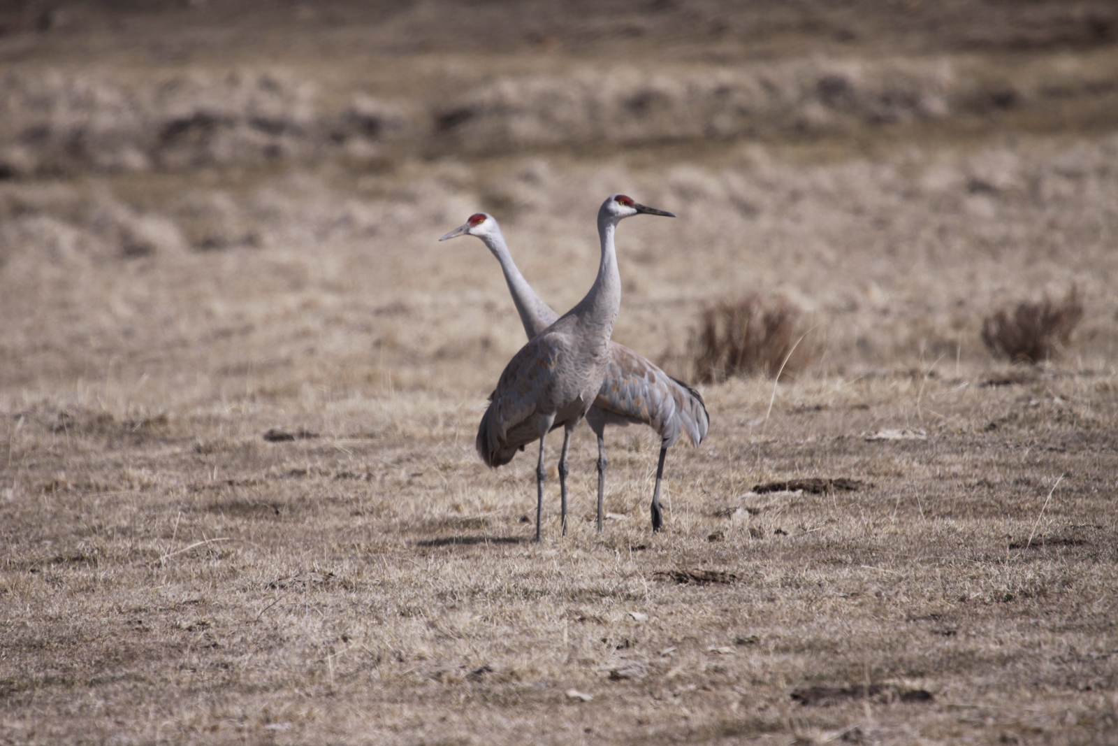 Anderson_Ranch_Idaho_Ranch_Improvements_Crane.jpg