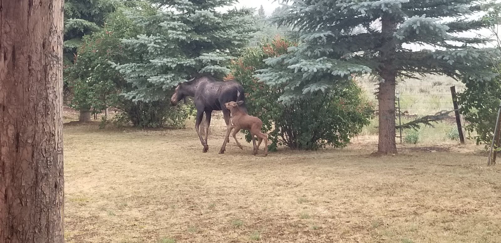 Anderson_Ranch_Idaho_Ranch_Improvements_Moose.jpg