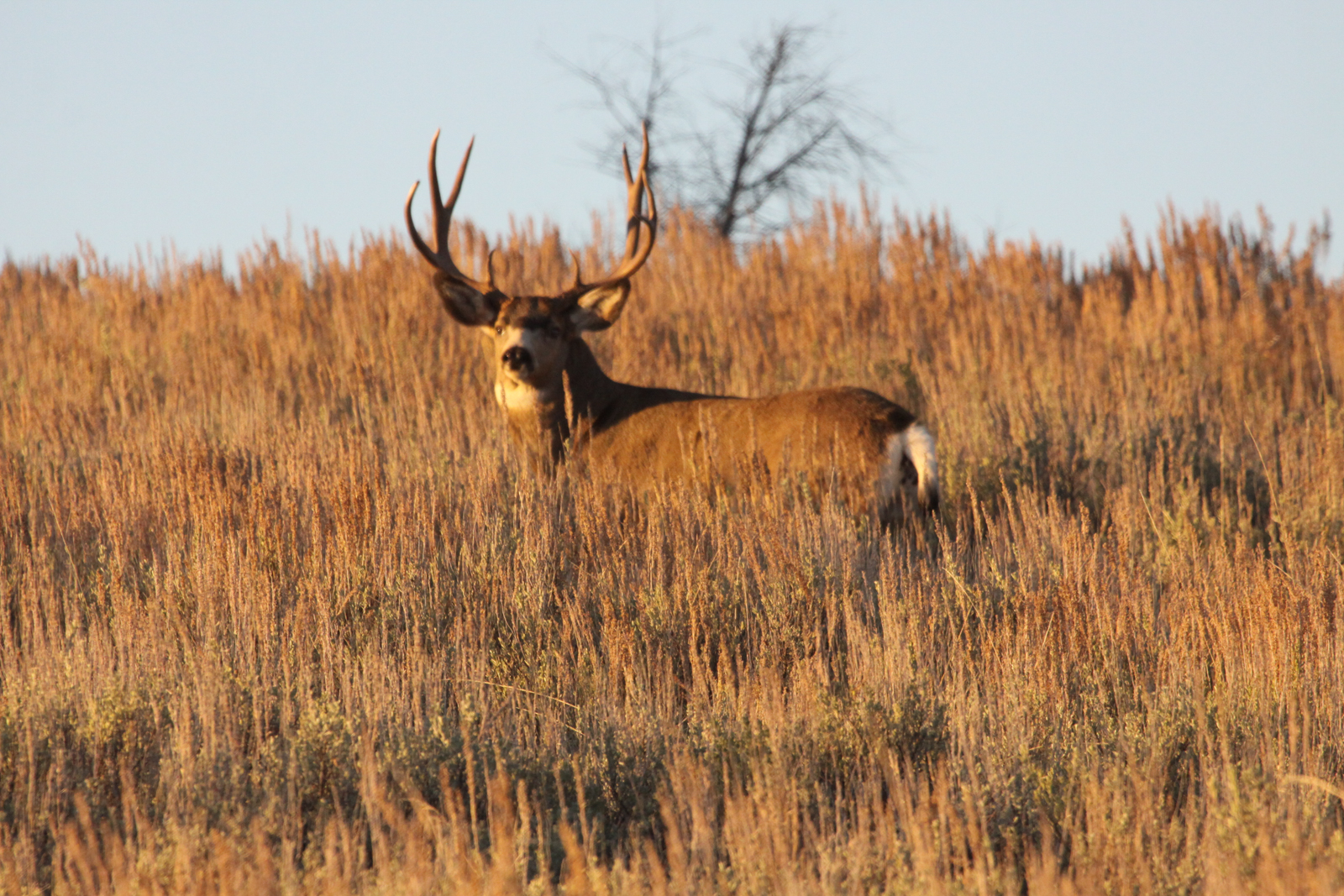 Anderson_Ranch_Idaho_Ranch_Improvements_Mule_Deer_Hunting-3.jpg