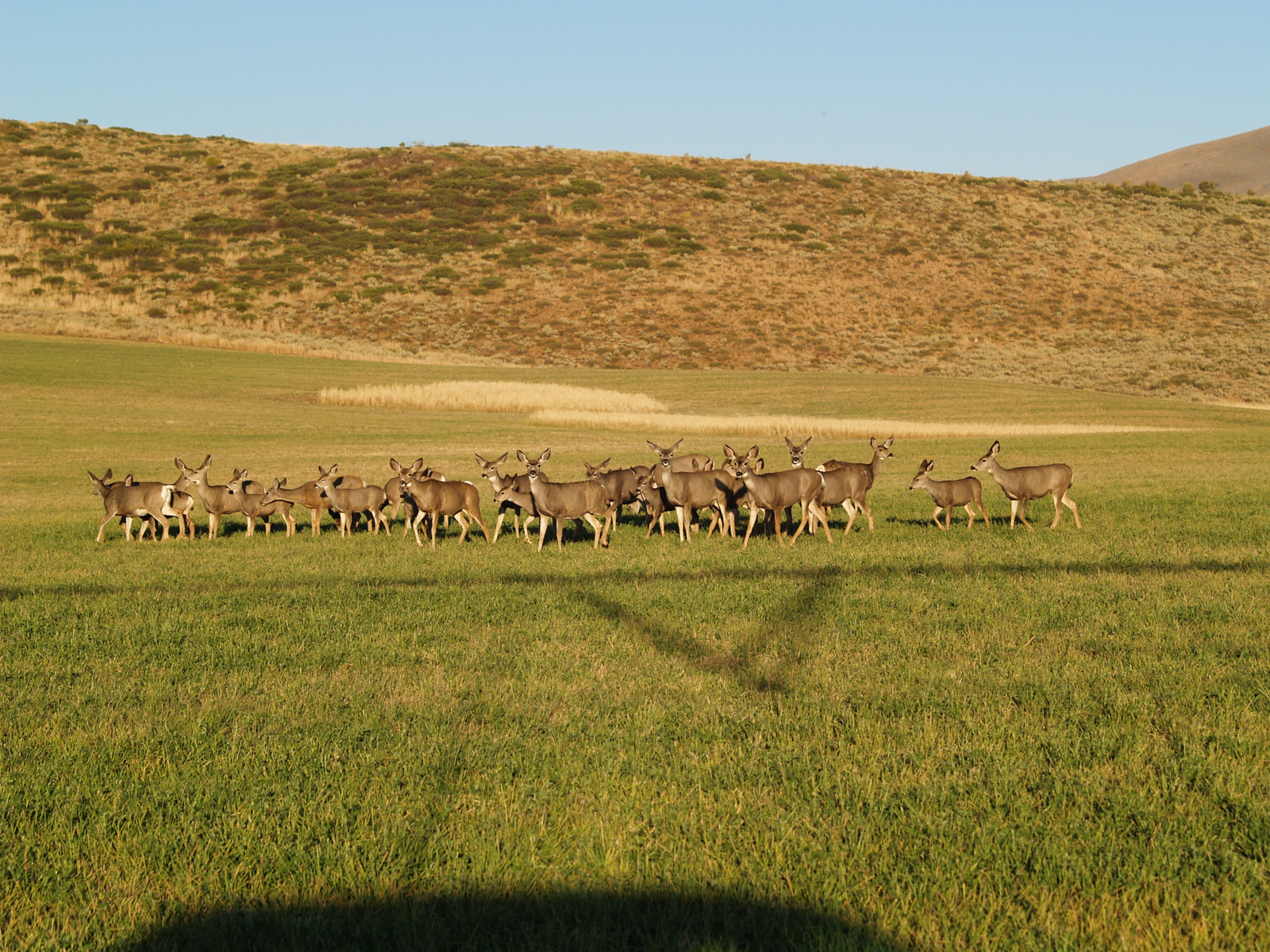 Anderson_Ranch_Idaho_Ranch_Improvements_Mule_Deer_Hunting-5.jpg