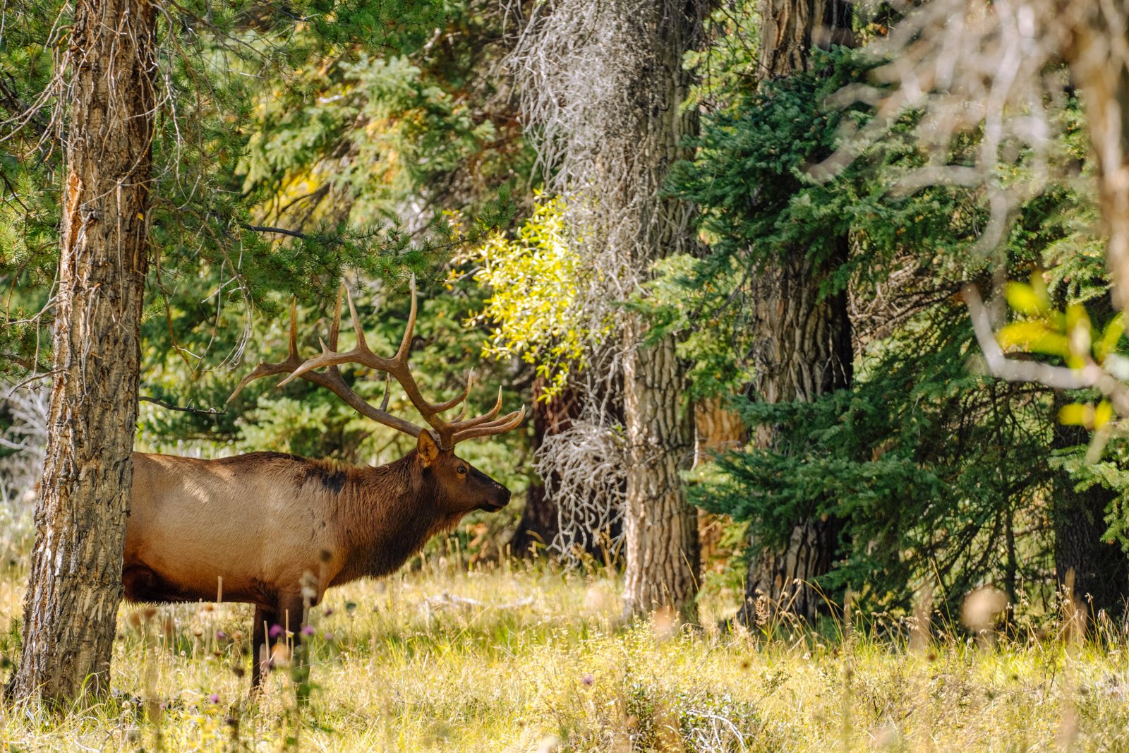 The Value of Wildlife