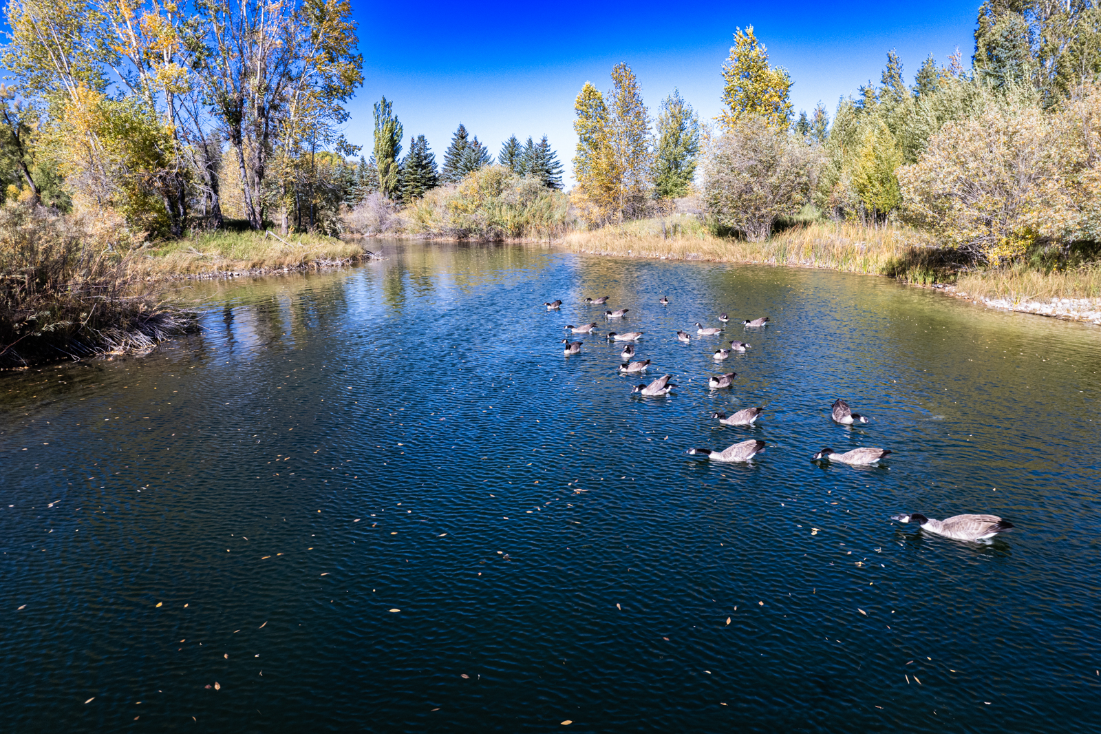 ducks on swan valley lot river