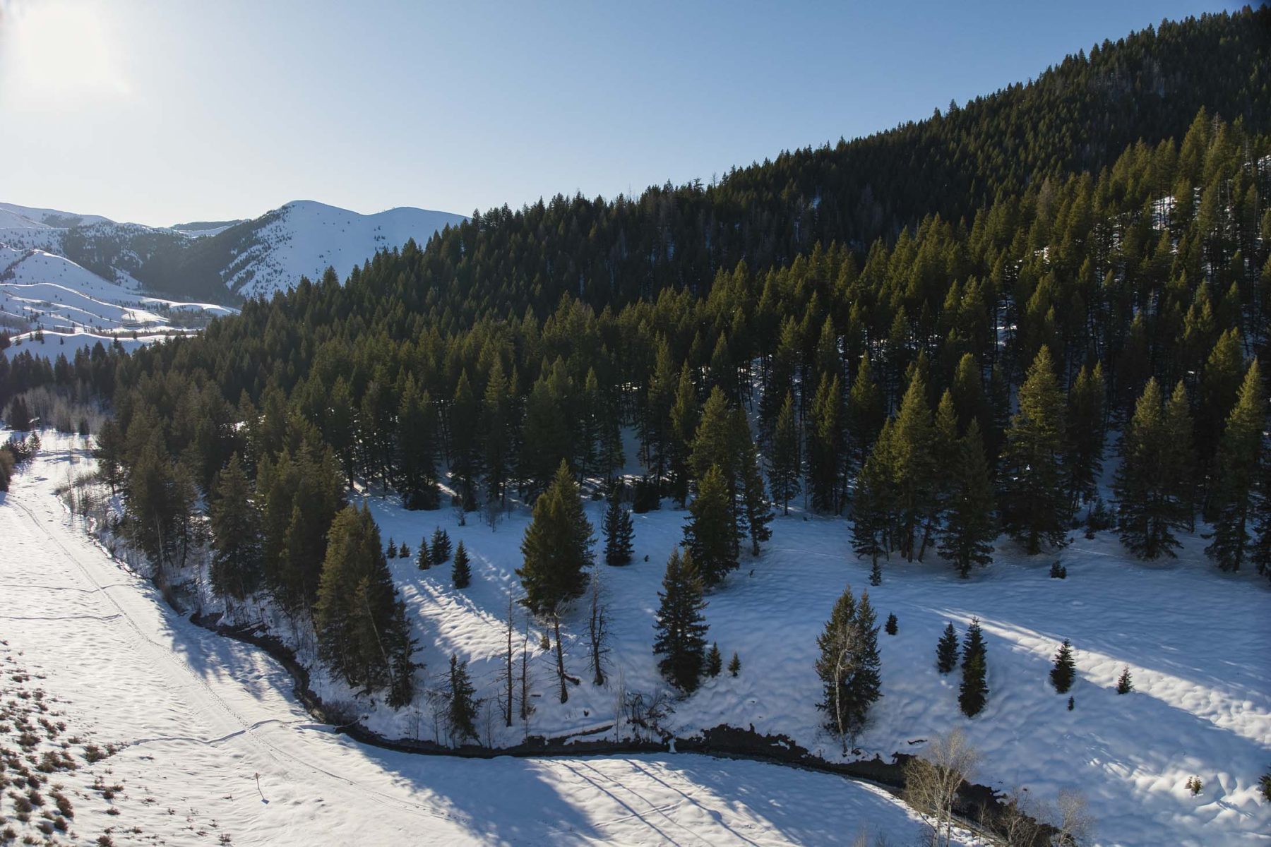 forest trees on ranch in Idaho for sale