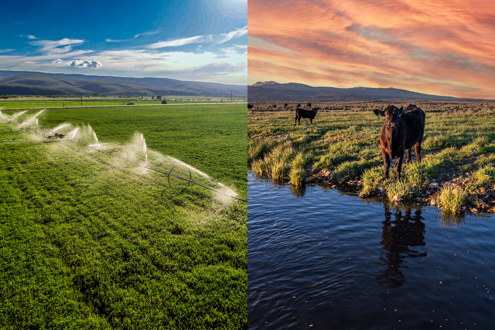 America’s First Industry: The Past, Present, and Future of Agriculture