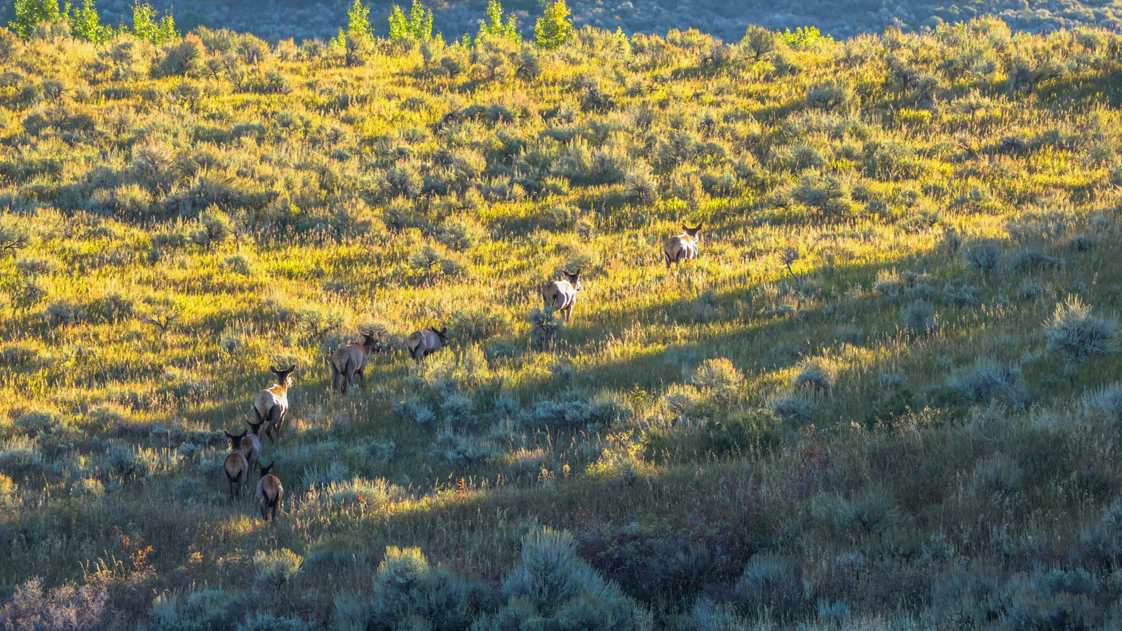 group of elk and yearlings