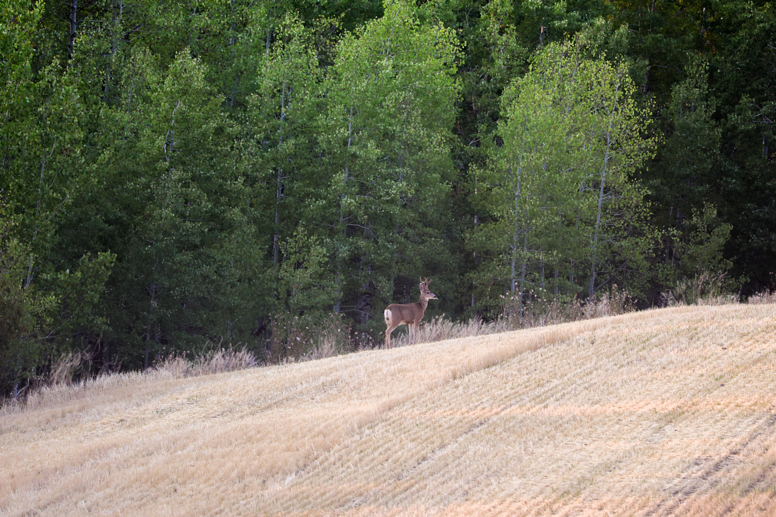 yearling