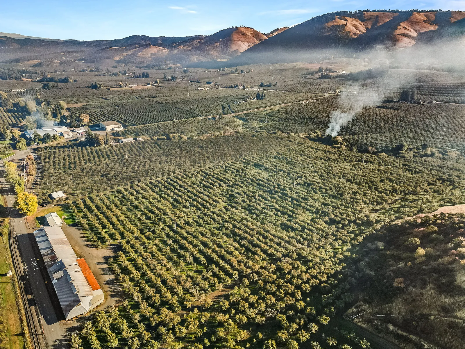 pear orchard and property view
