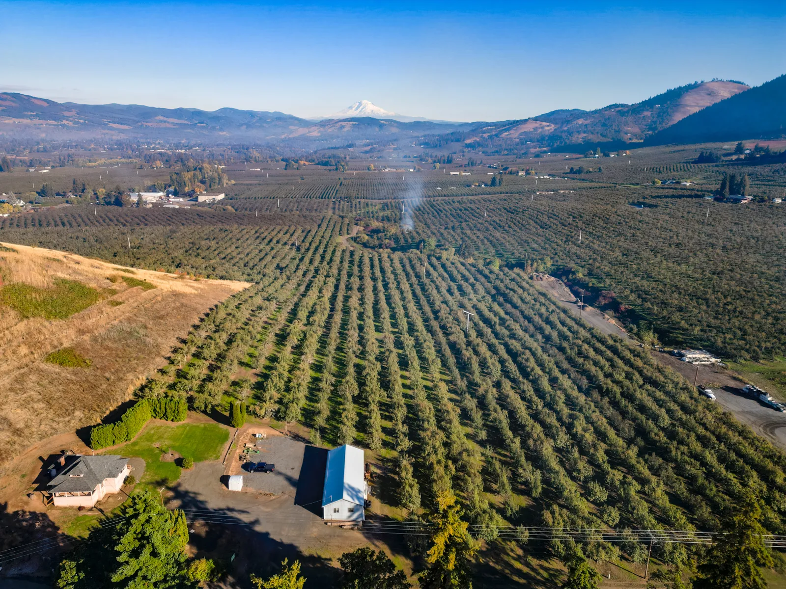 rows of pear orchards