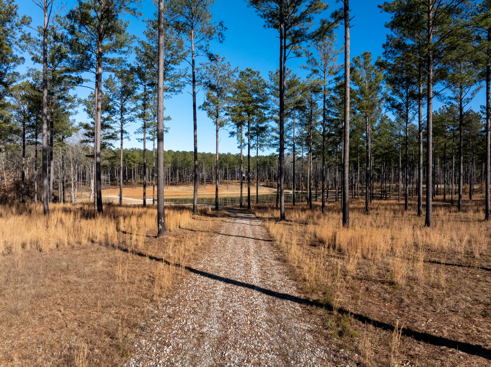 dirt road on farm for sale in Georgia